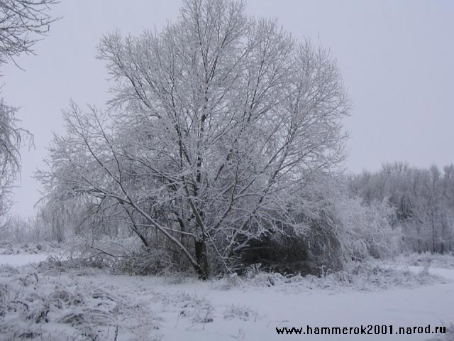 Зимнее дерево